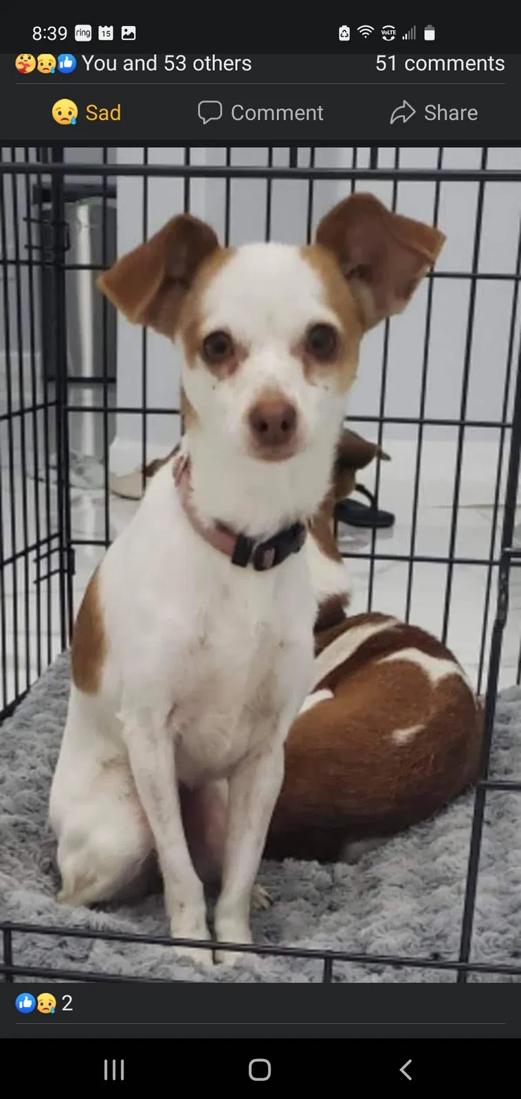 Lost dog in Orlando, FL, 32807