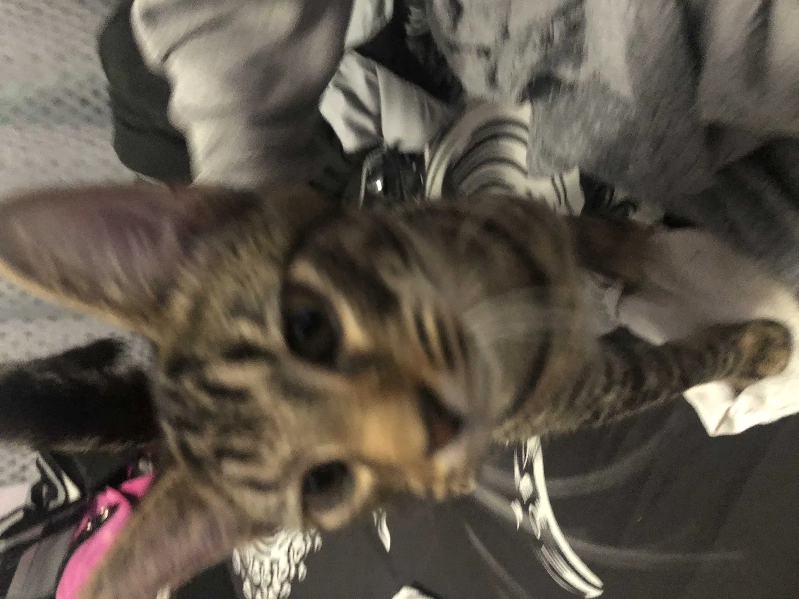 Lost cat in Homestead, FL, 33033