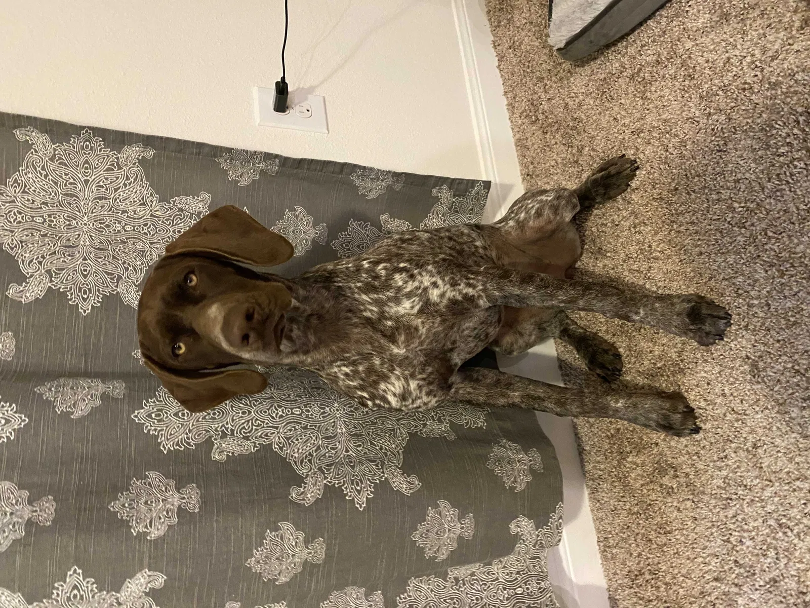 Lost dog in Taft, TX, 78390