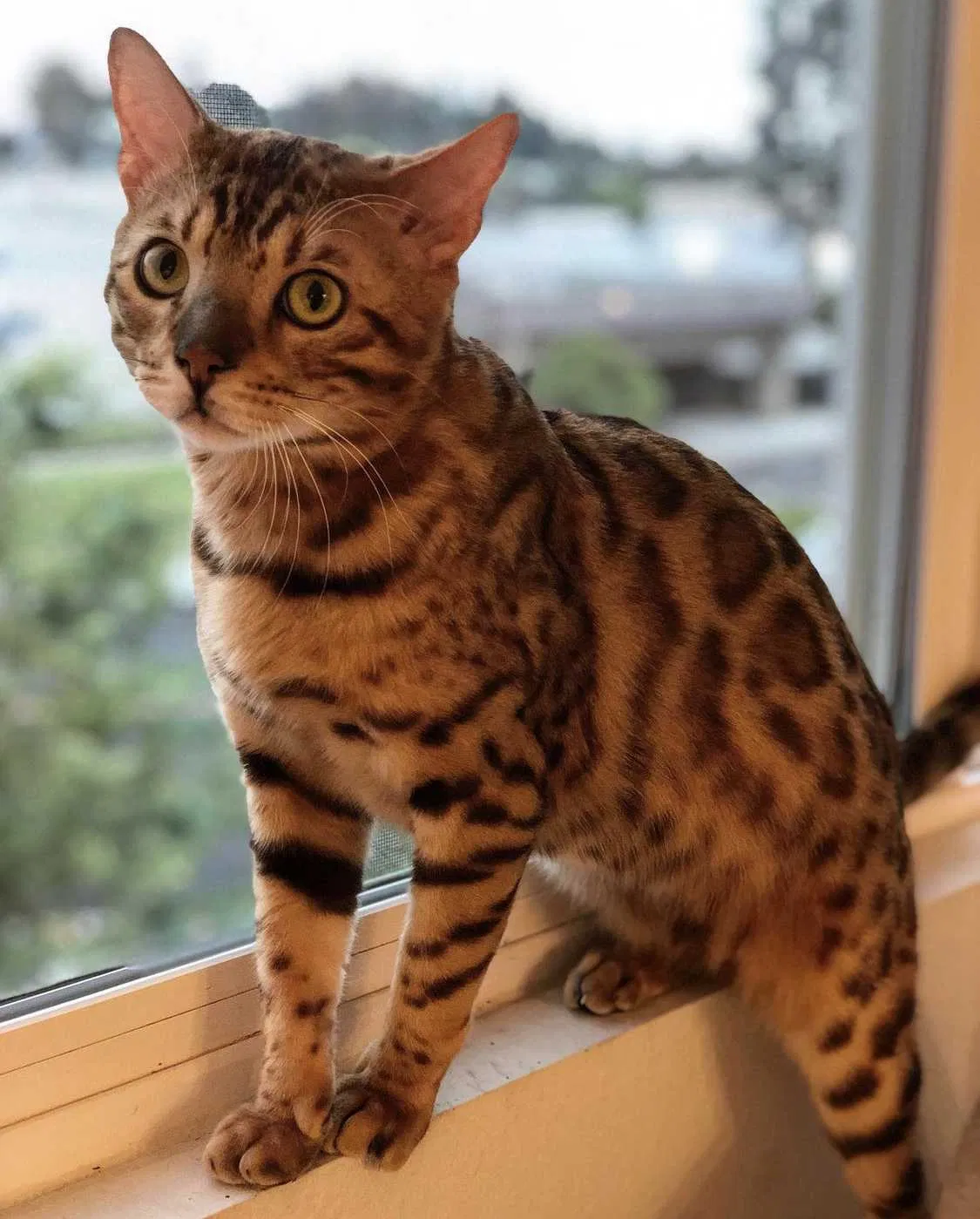 Lost cat in Tustin, CA, 92780