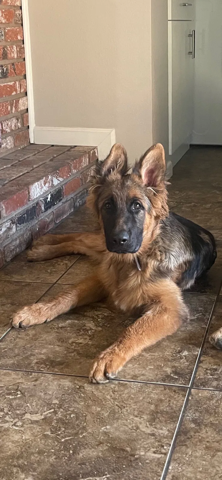 Lost dog in Rialto, CA, 92376