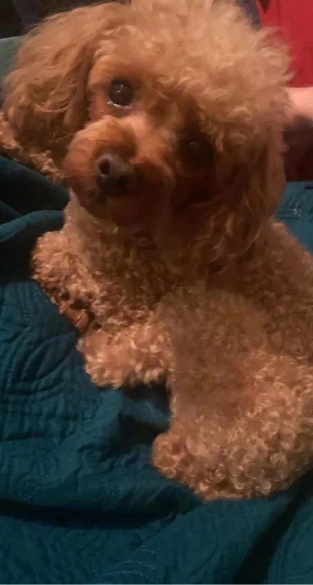Lost dog in Corpus Christi, TX, 78404