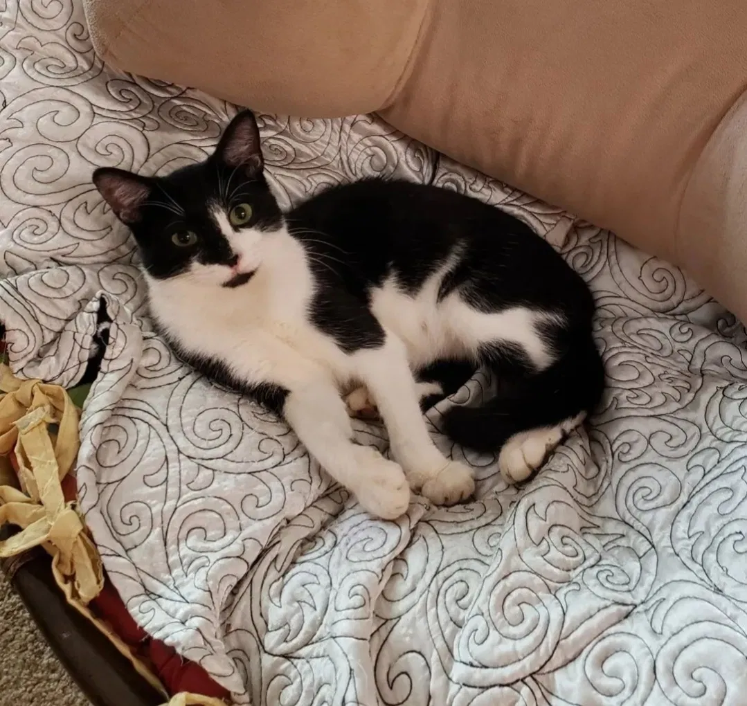 Lost cat in Atlanta, GA, 30315
