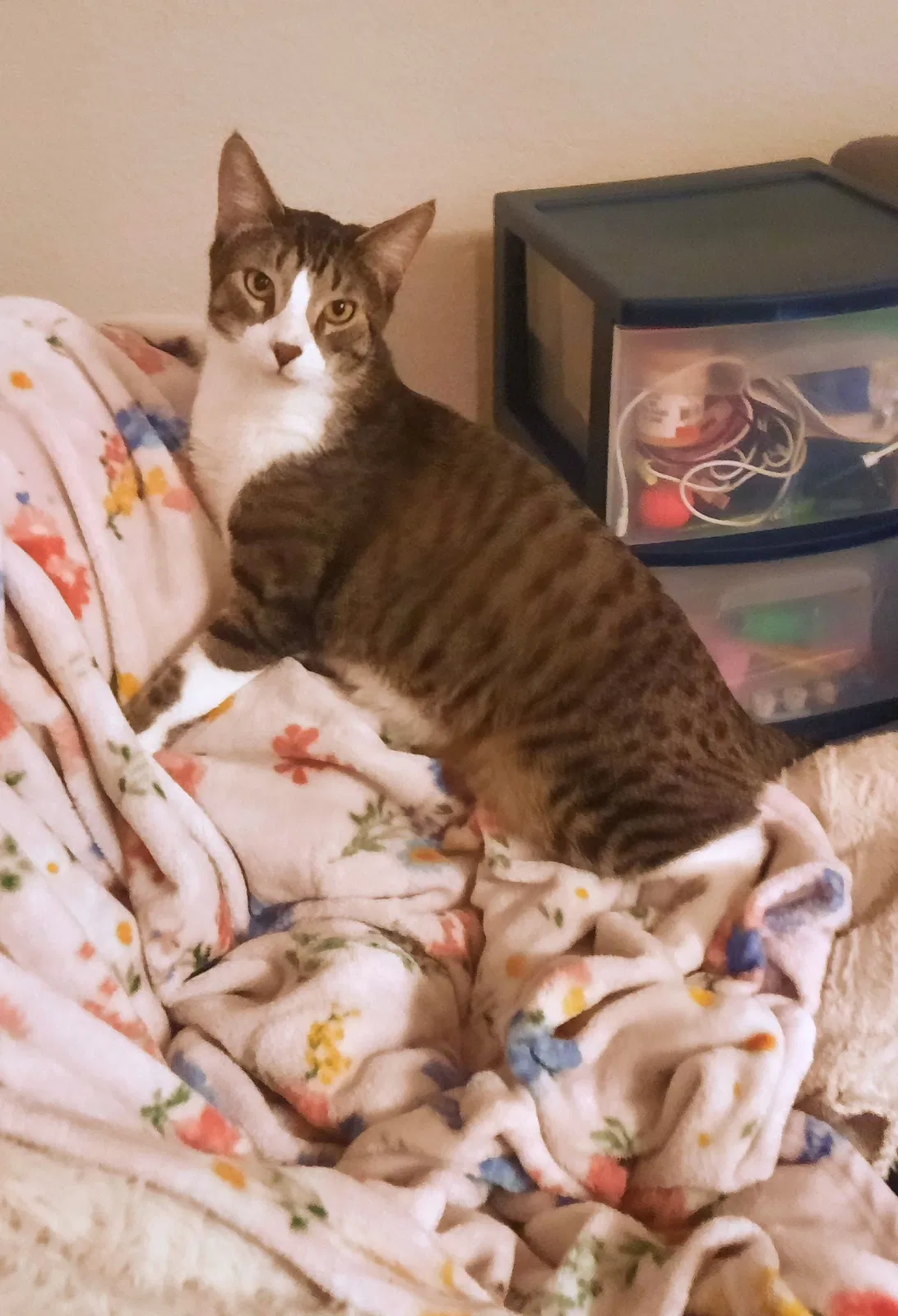 Lost cat in Denver, CO, 80220