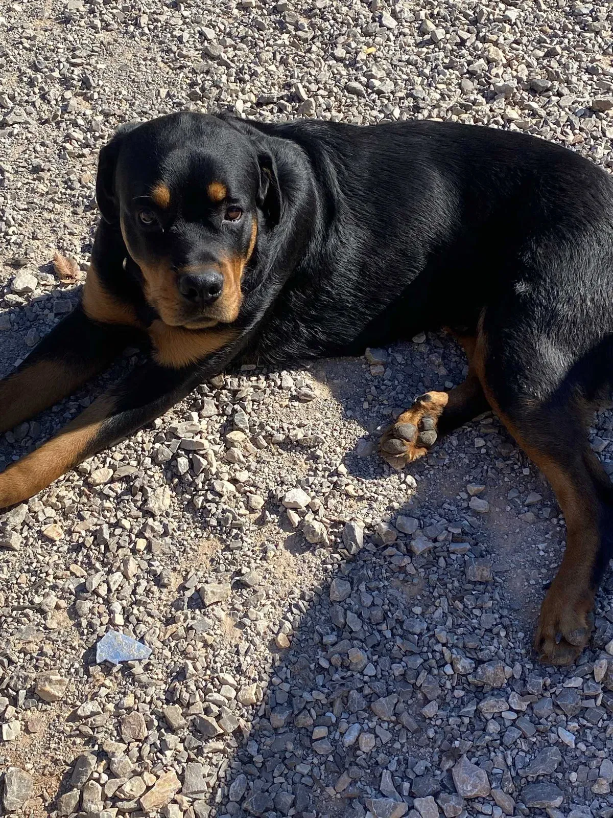 Lost dog in Marlow, OK, 73055
