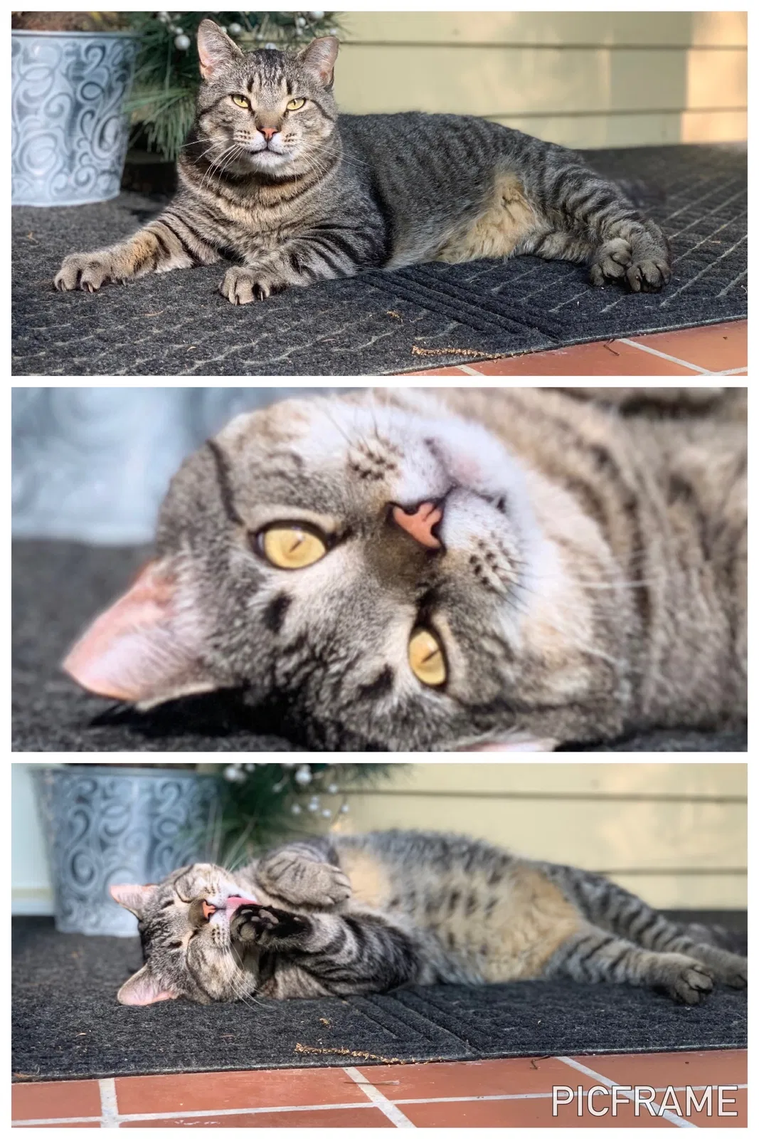 Lost cat in Decatur, GA, 30033