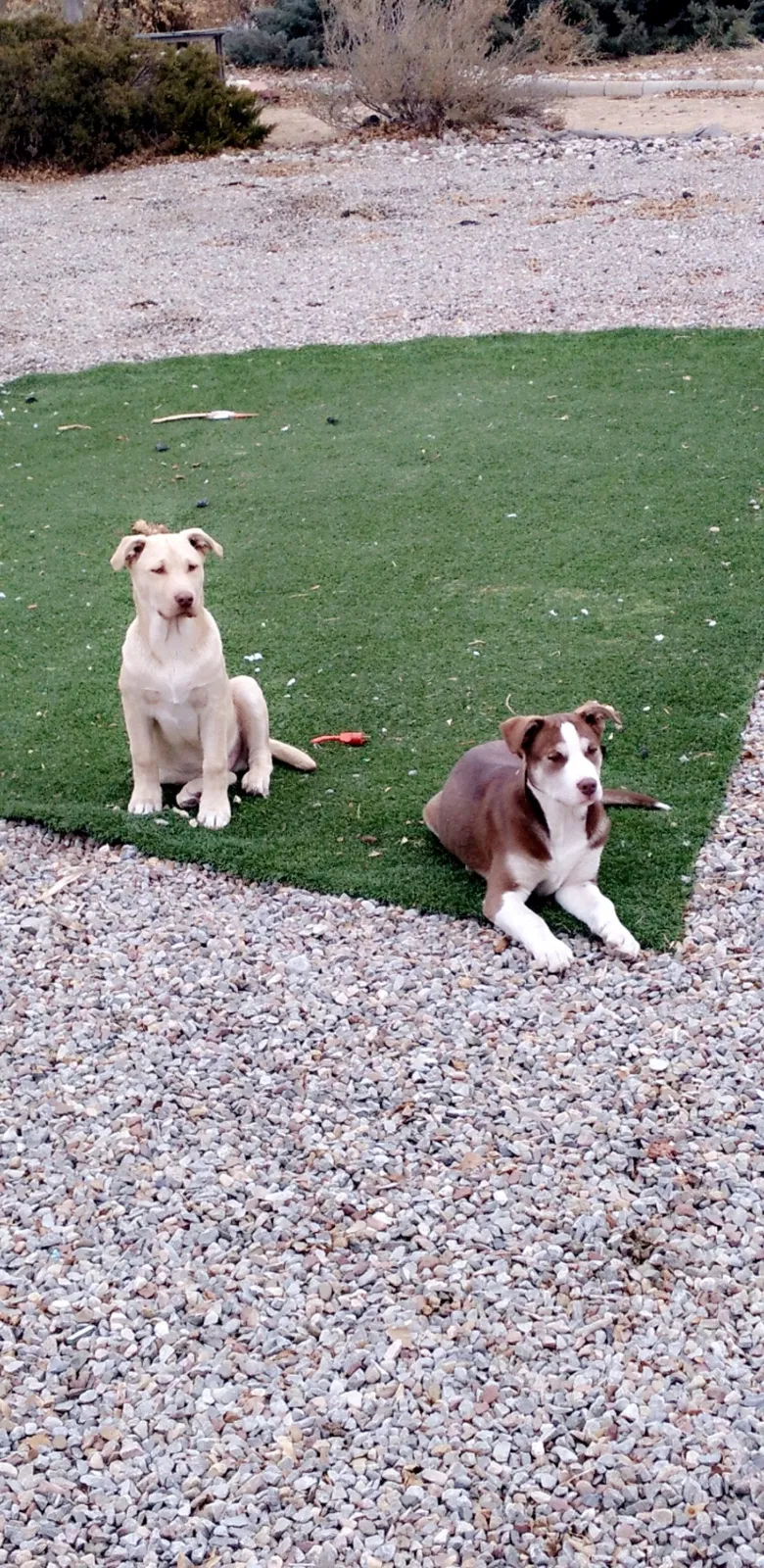 Lost dog in Albuquerque, NM, 87113
