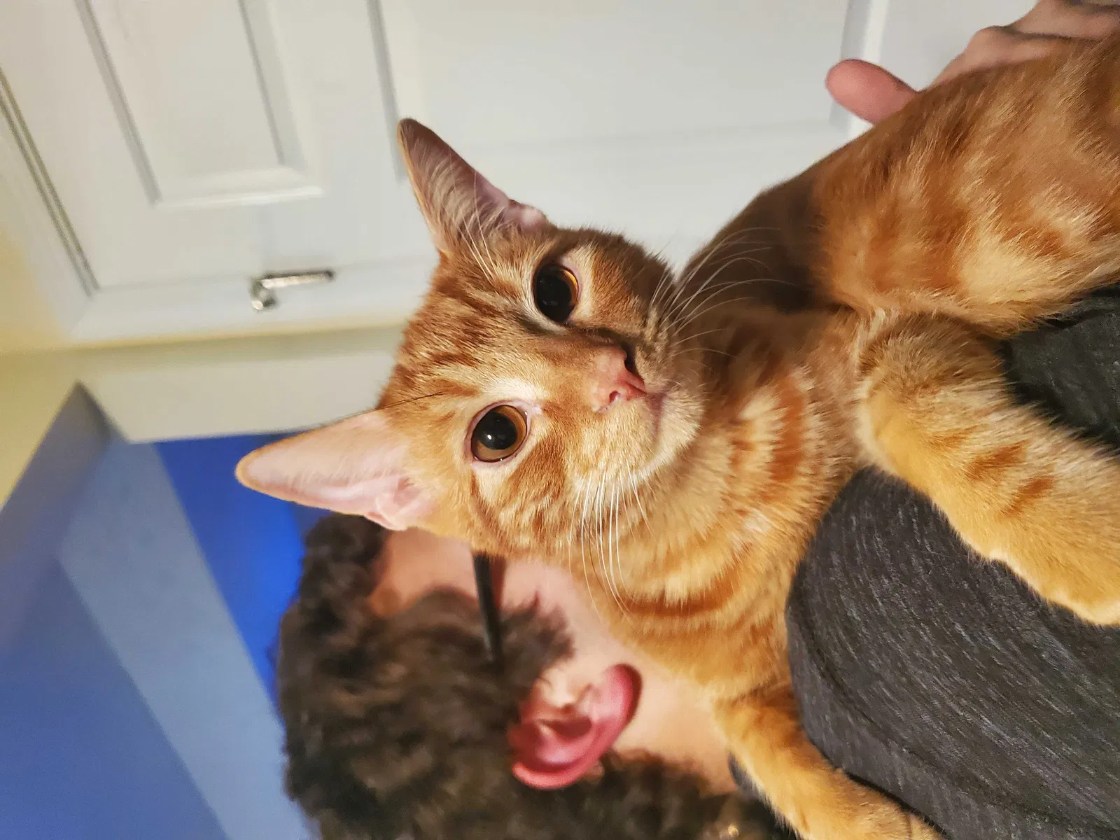 Lost cat in Chesapeake, VA, 23320