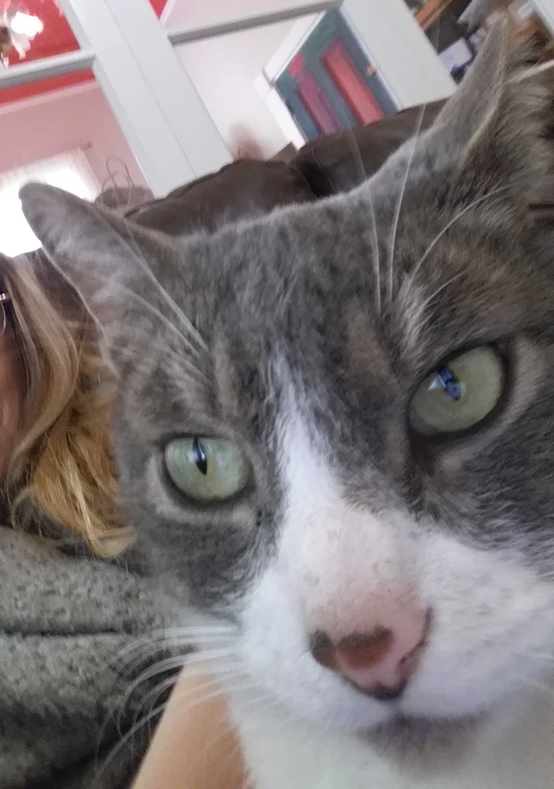 Lost cat in Katy, TX, 77449