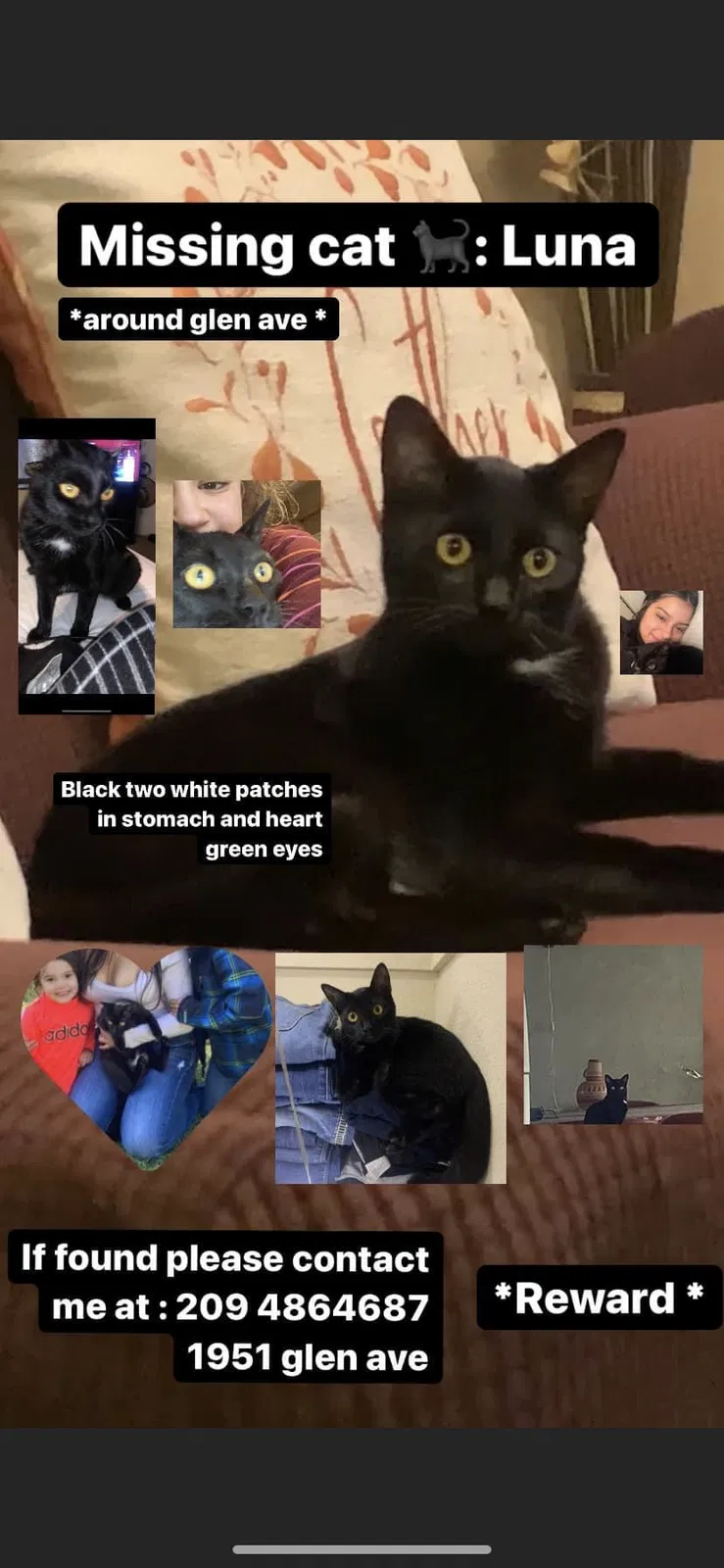 Lost cat in Merced, CA, 95340