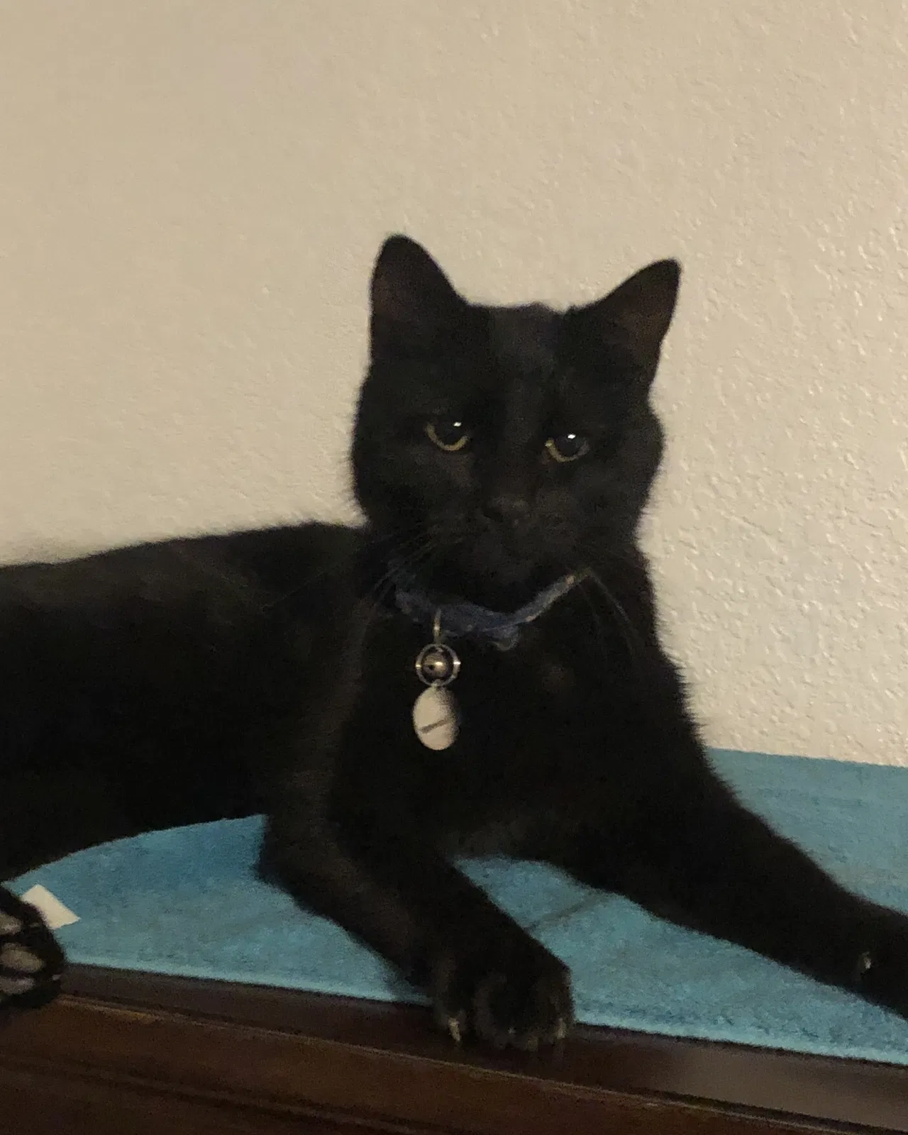 Lost cat in Porterville, CA, 93257