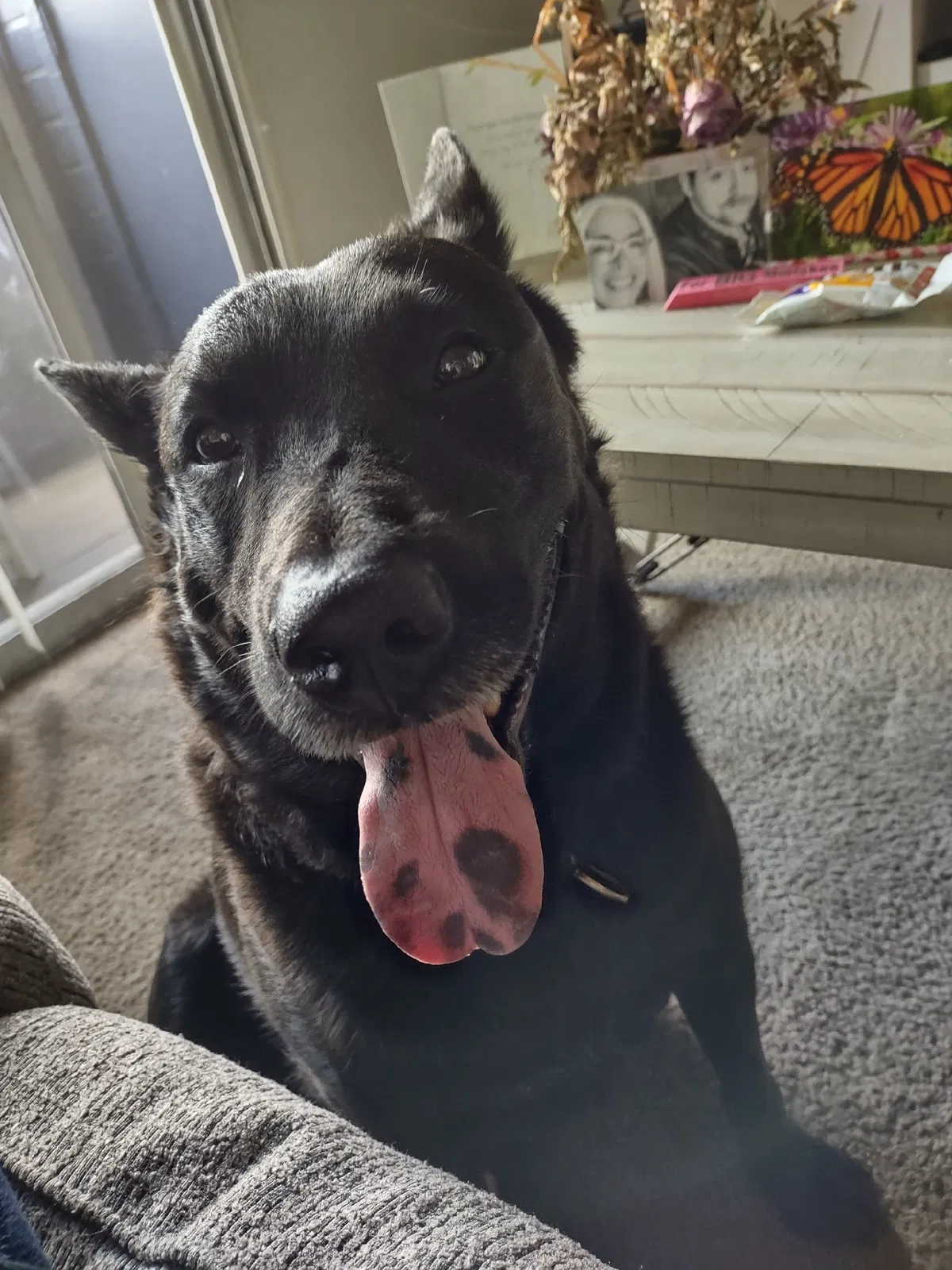 Lost dog in Phoenix, AZ, 85021
