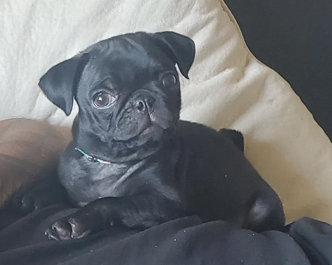 Lost dog in Reno, NV, 89501