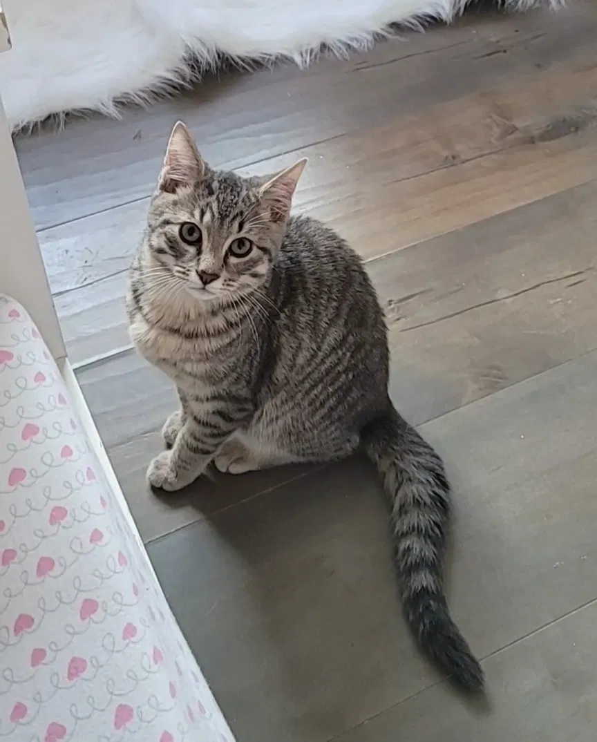 Lost cat in Kelso, WA, 98626