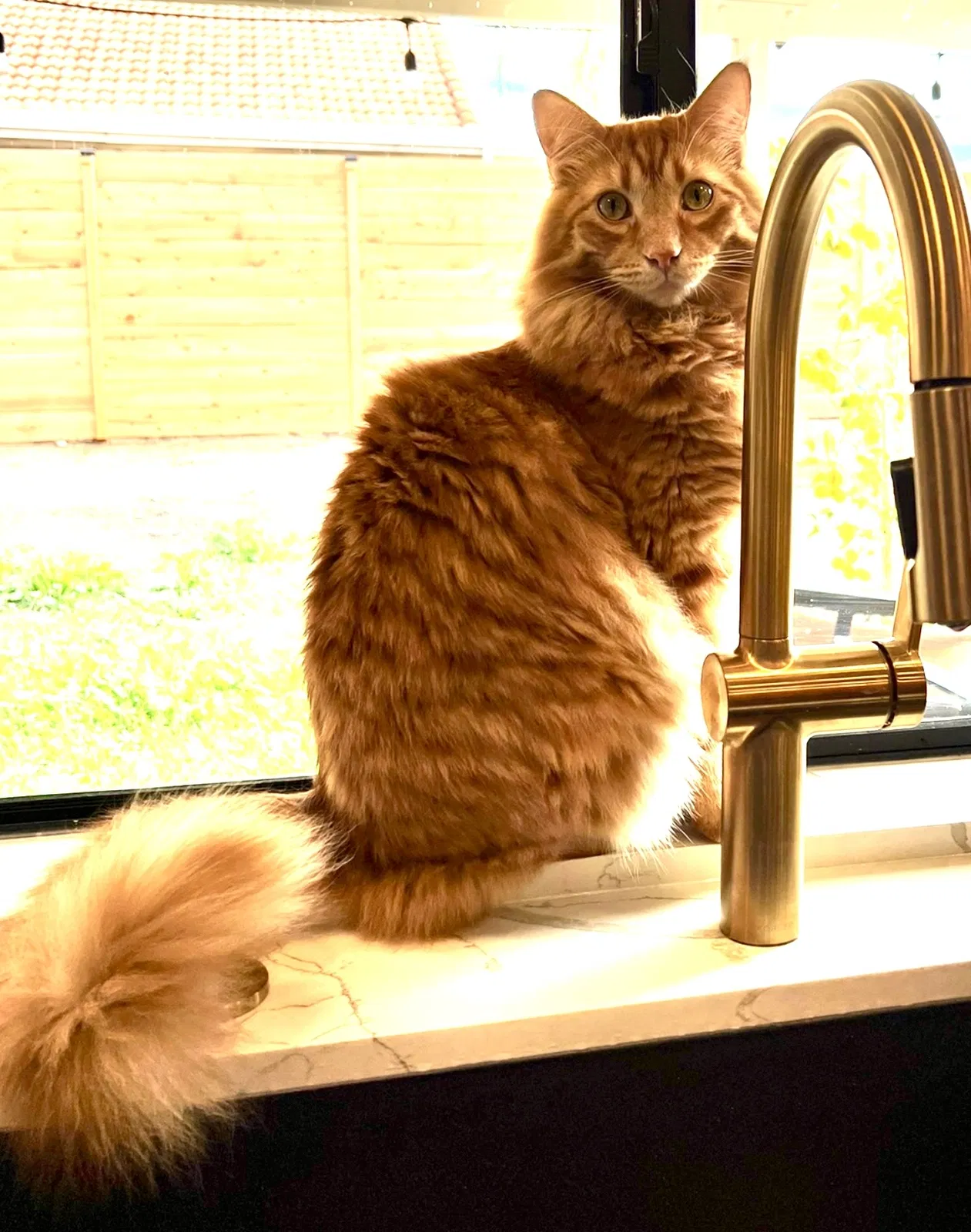 Lost cat in Murrieta, CA, 92563