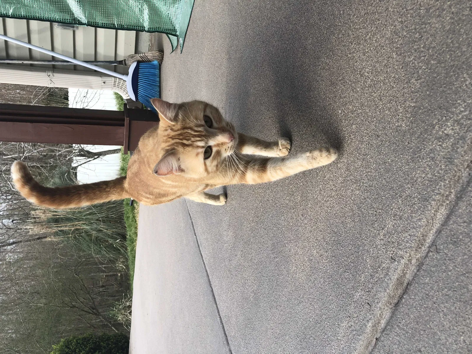 Found cat in Murrells Inlet, SC, 29576