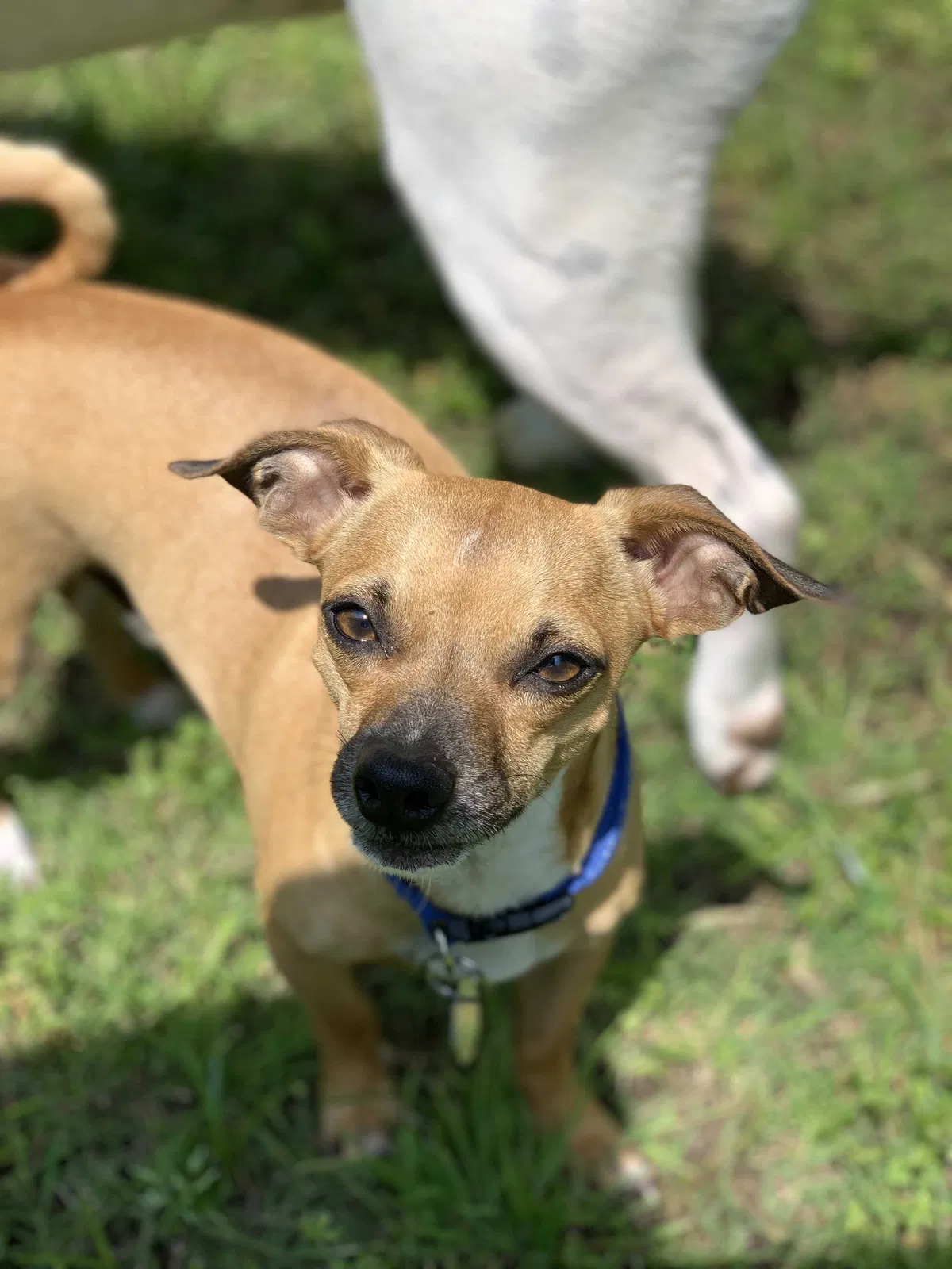 Lost dog in Tulsa, OK, 74110