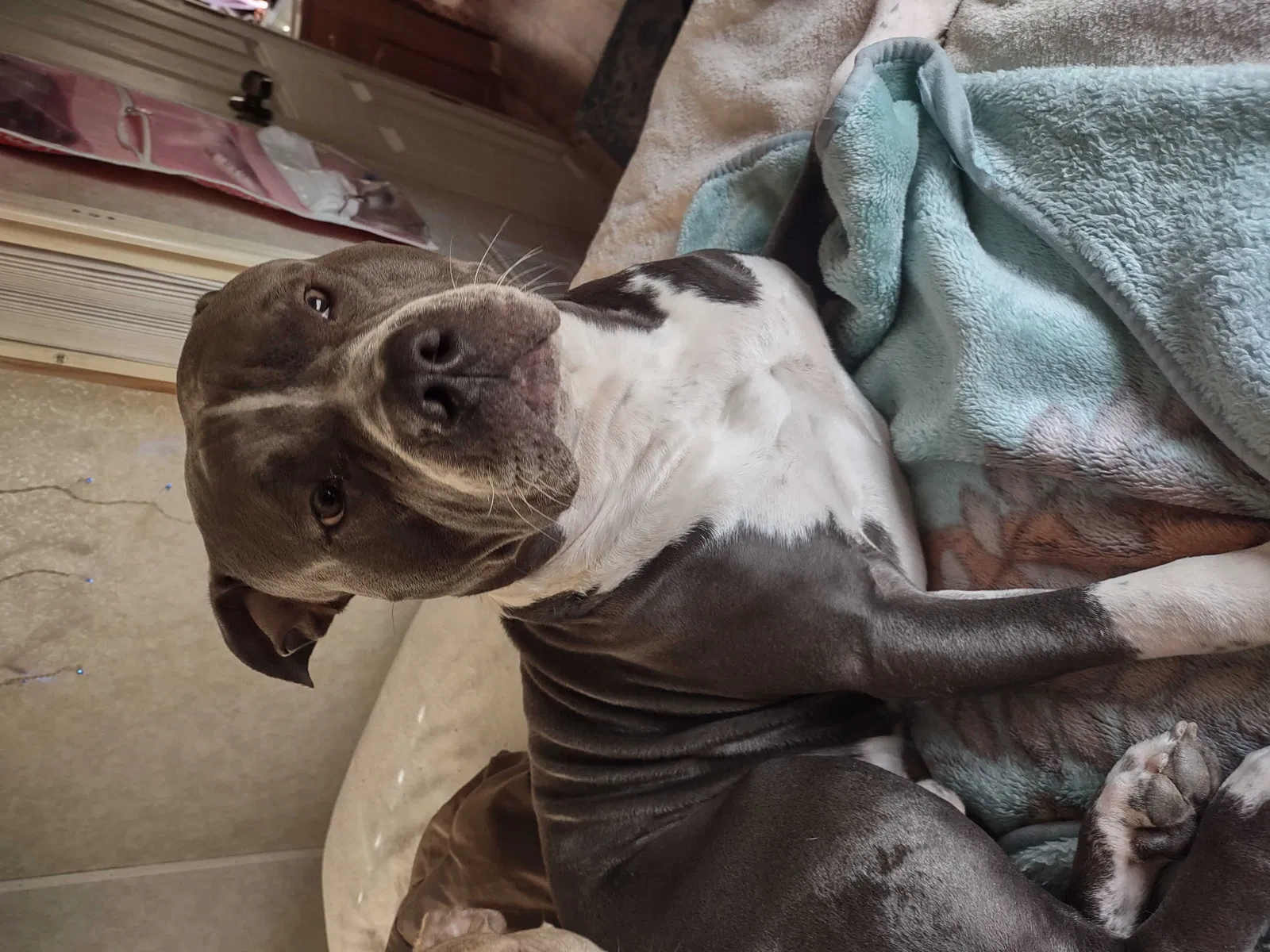 Lost dog in Oklahoma City, OK, 73107