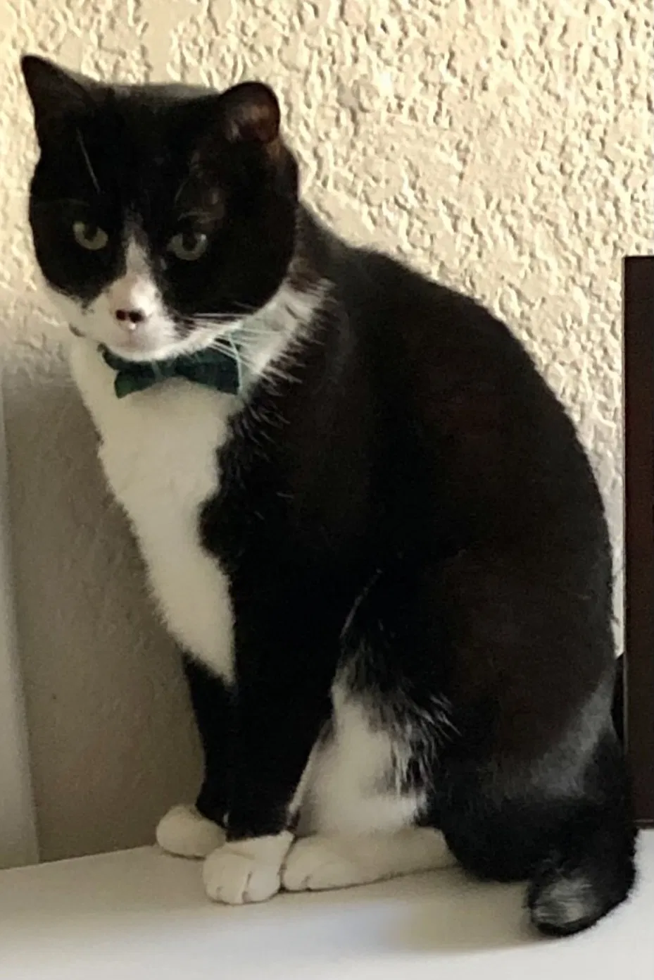 Lost cat in North Las Vegas, NV, 89084