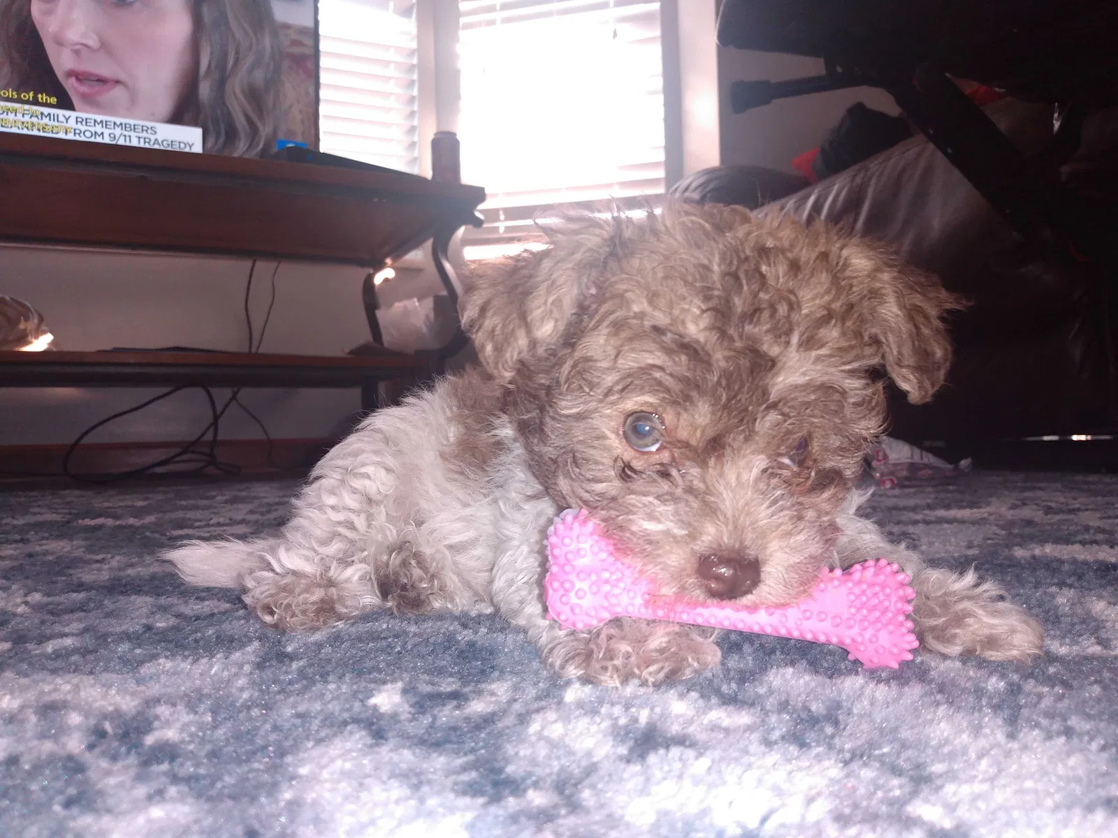 Lost dog in Salt Lake City, UT, 84119