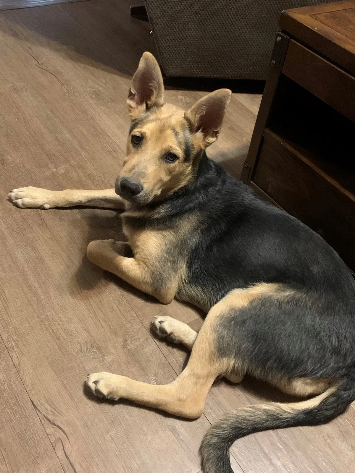 Lost dog in Sahuarita, AZ, 85629