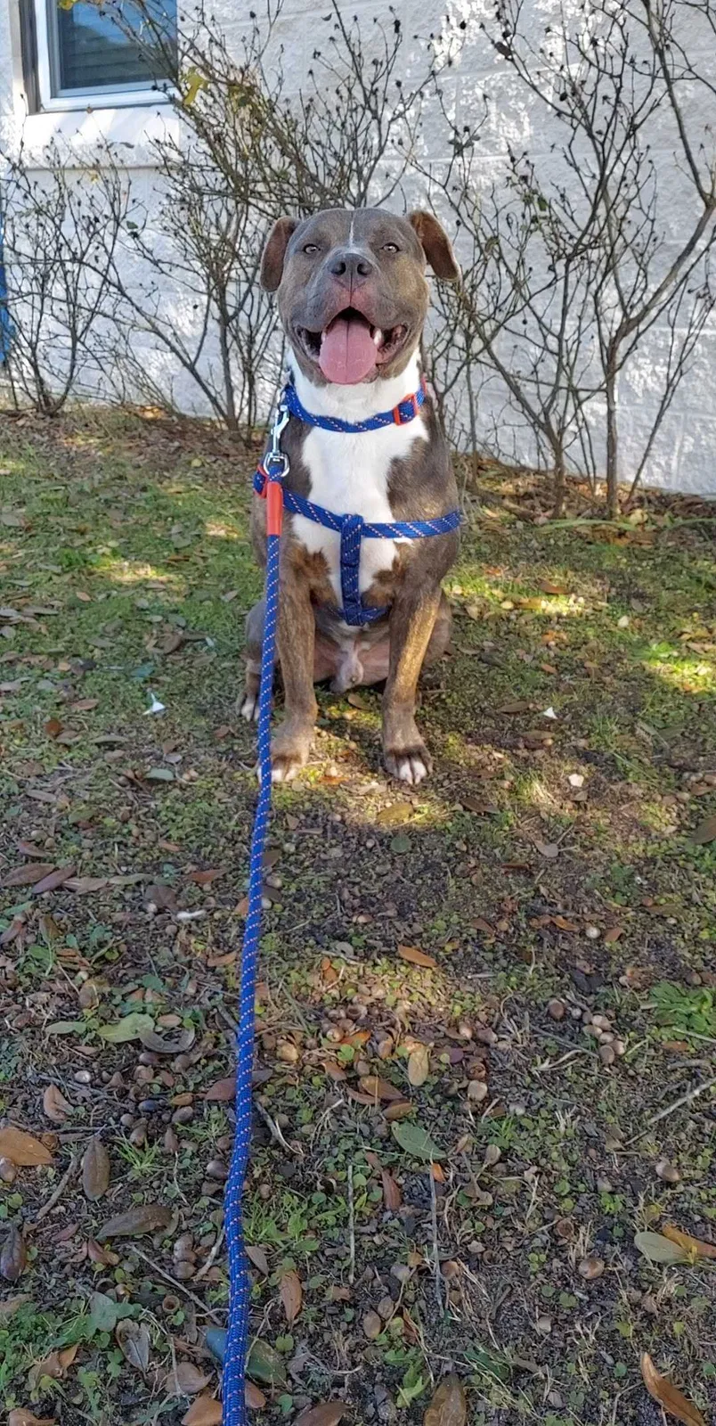 Lost dog in Augusta, GA, 30909