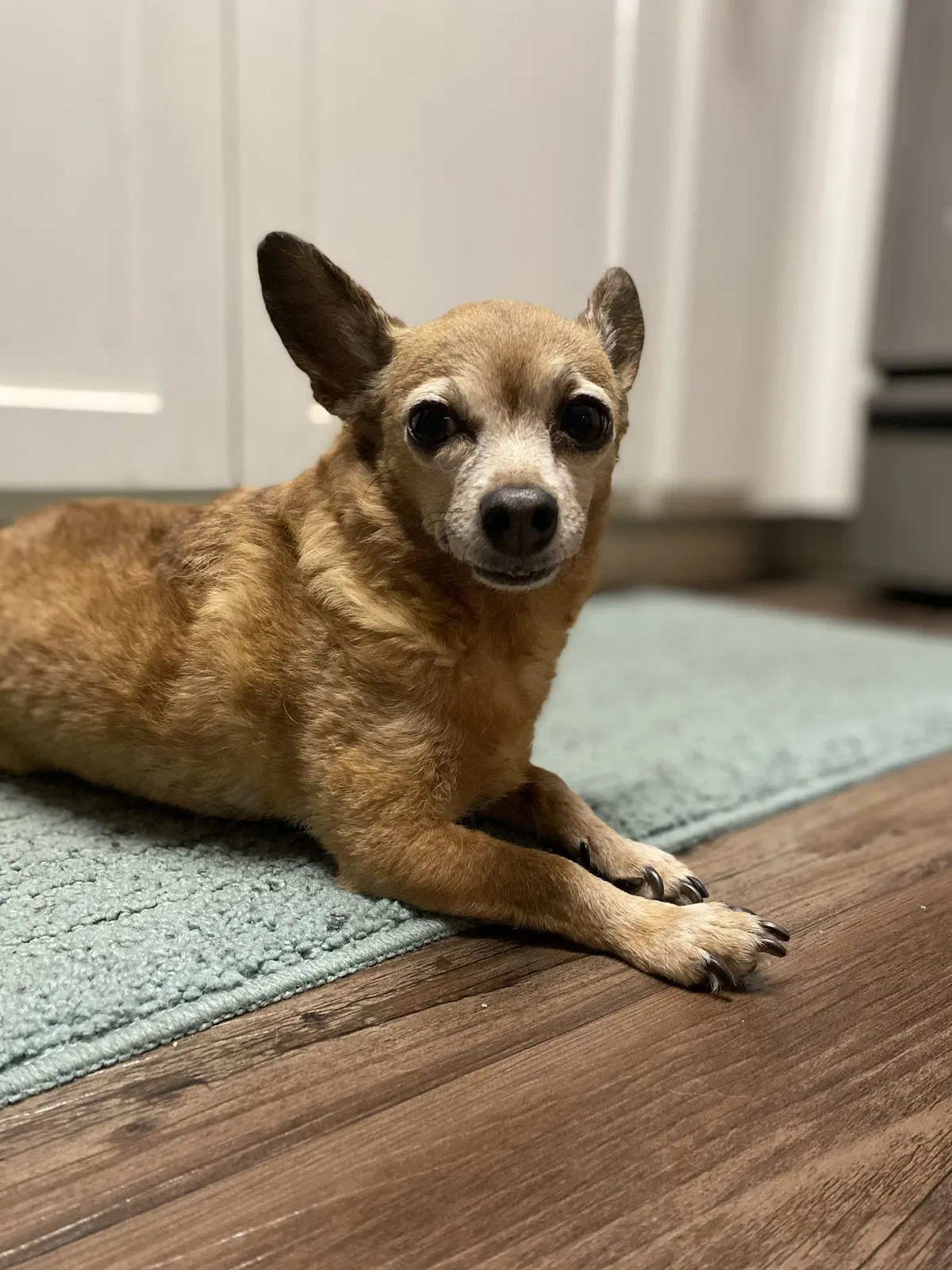 Lost dog in Snellville, GA, 30039