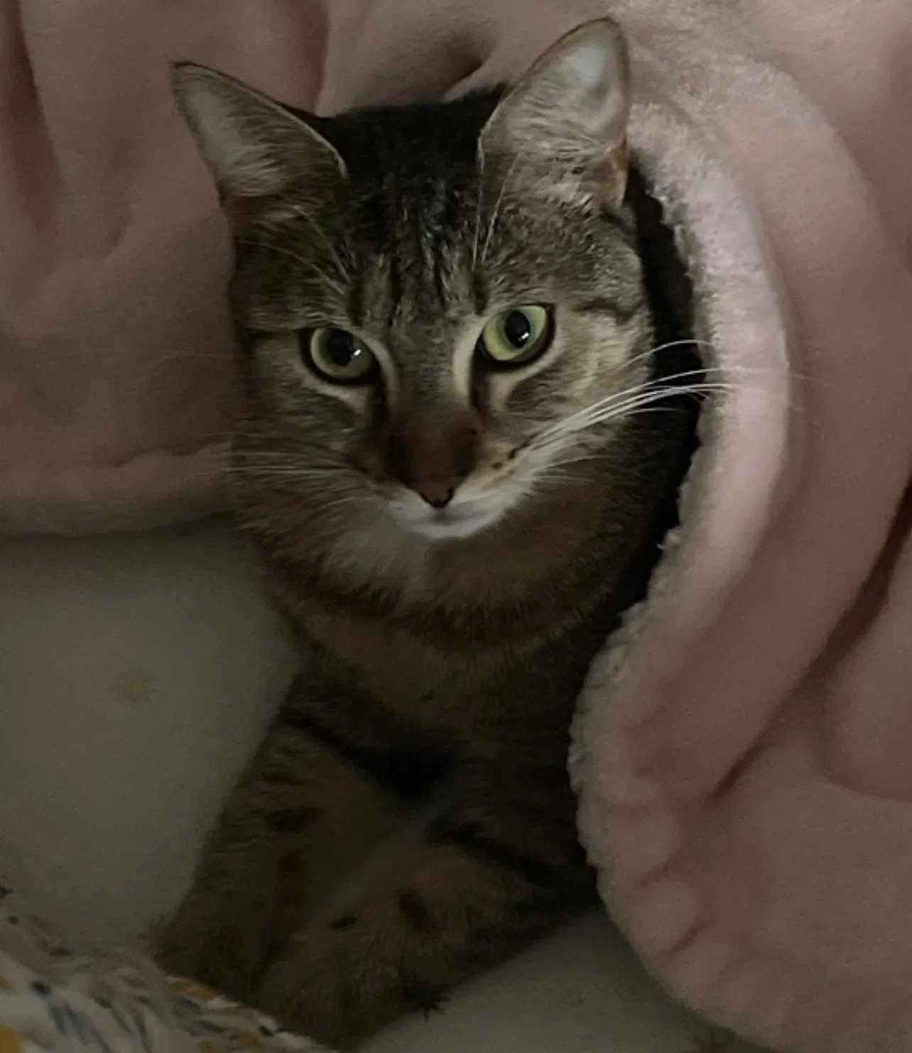Lost cat in Hialeah, FL, 33015