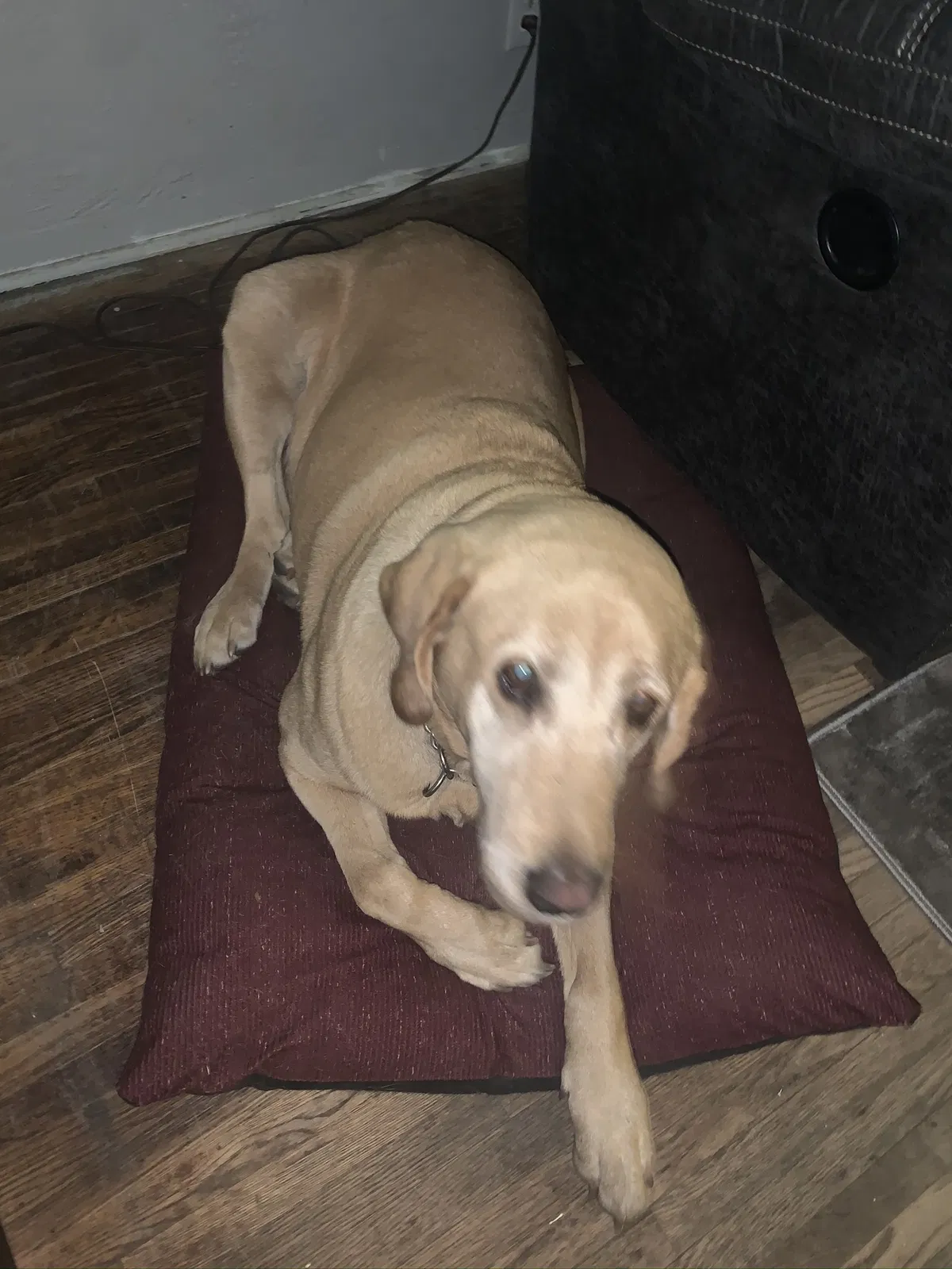 Lost dog in Madera, CA, 93637