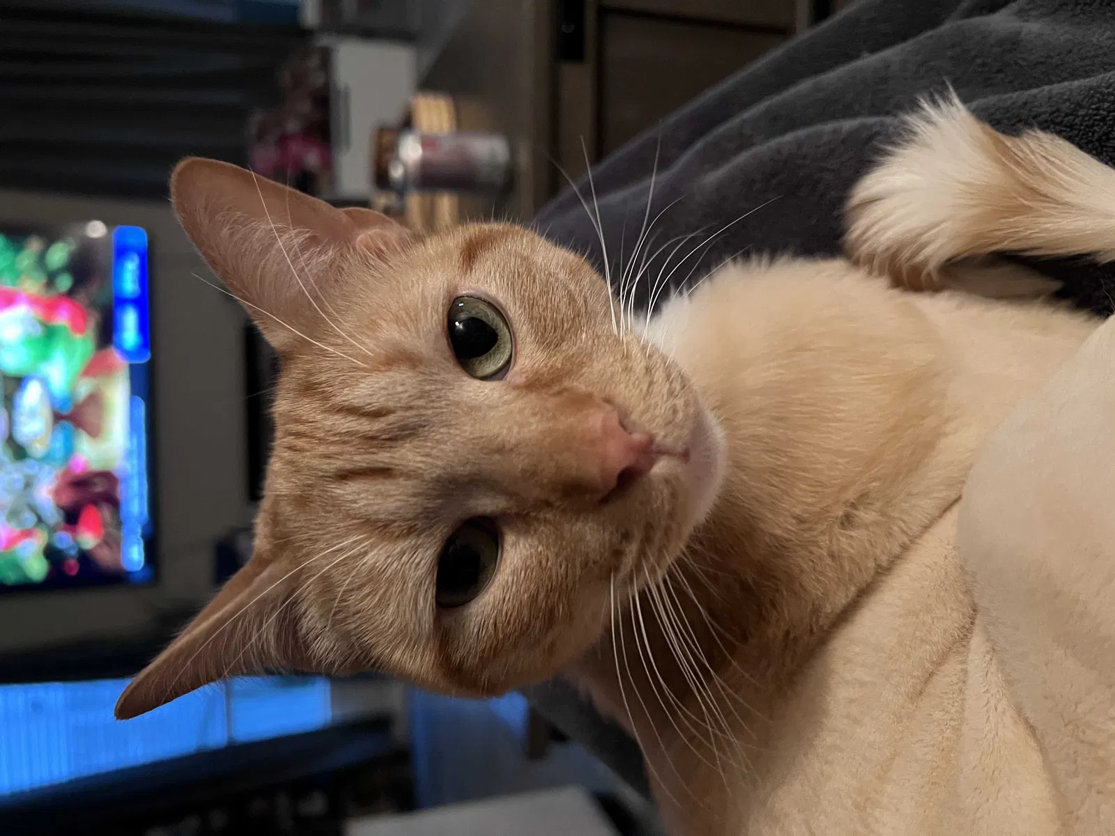 Lost cat in La Porte, TX, 77571