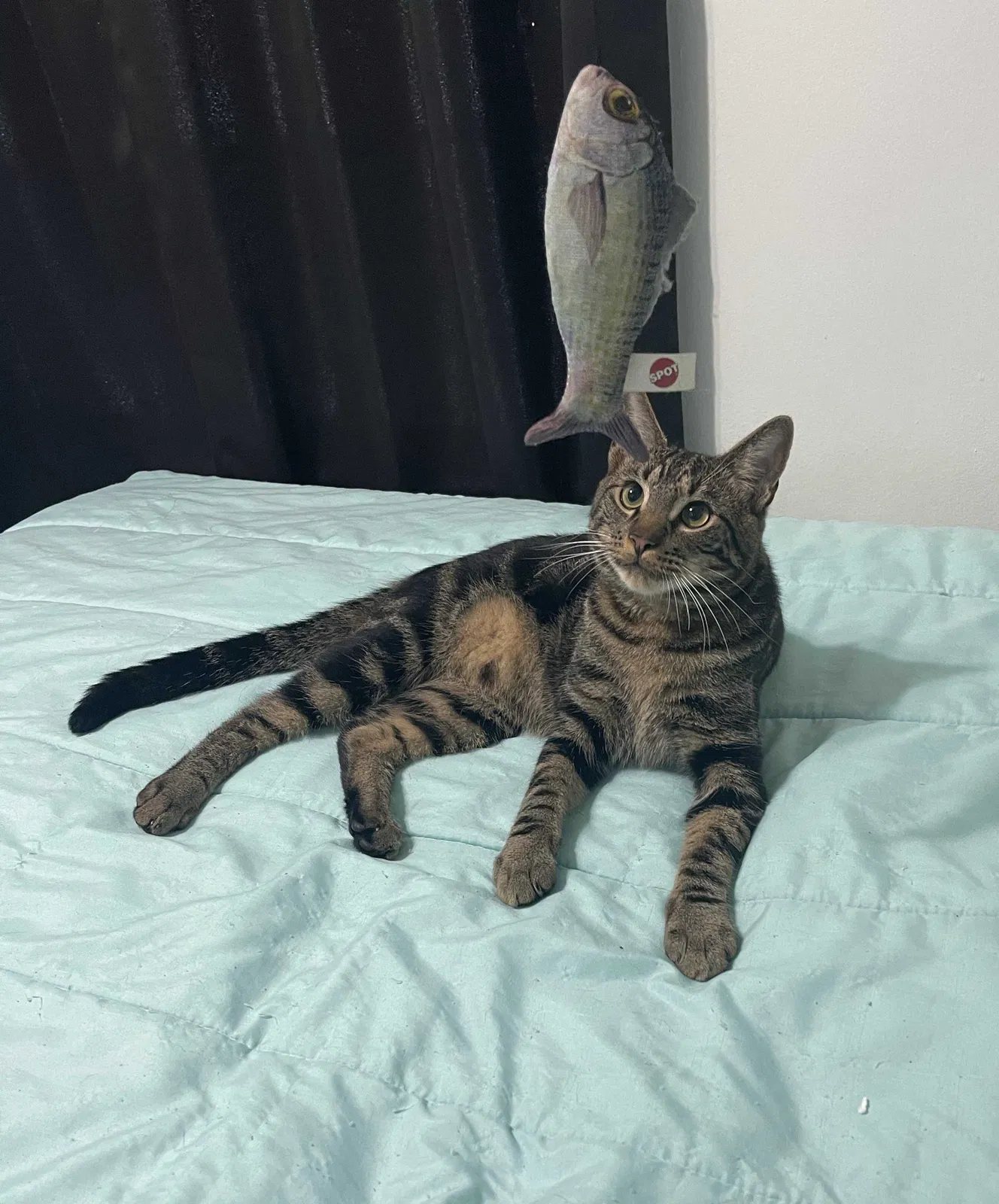 Lost cat in Homestead, FL, 33030