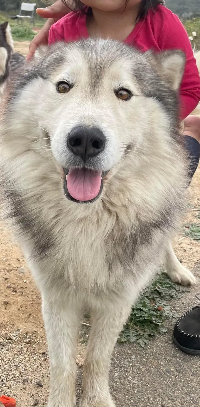 Lost dog in Temecula, CA, 92592