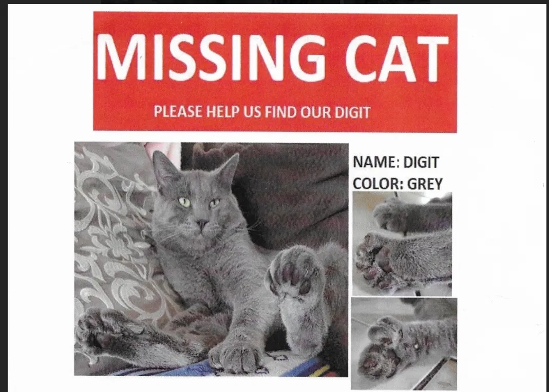 Lost cat in Lawndale, CA, 90260