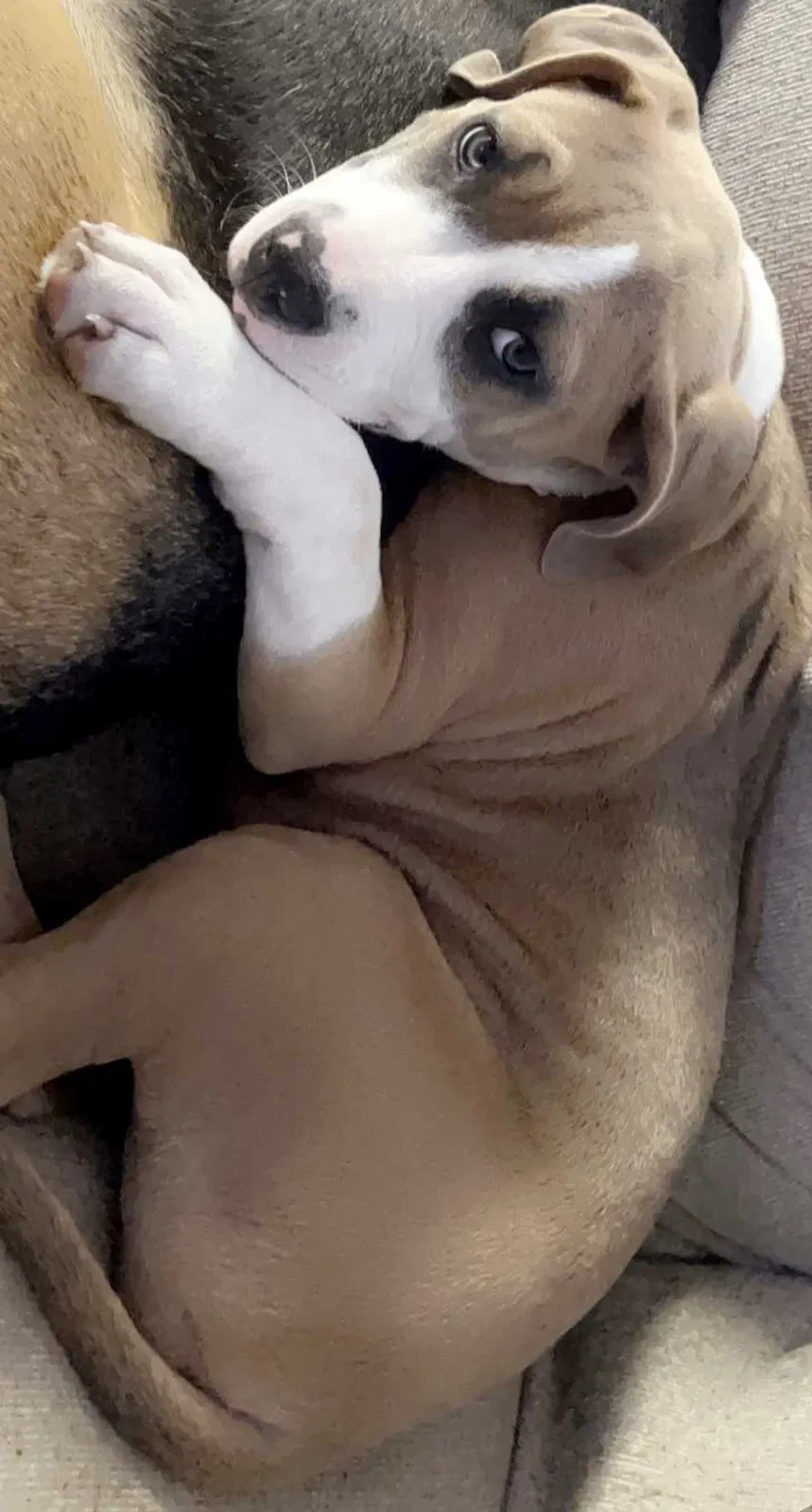 Lost dog in Orange Park, FL, 32073