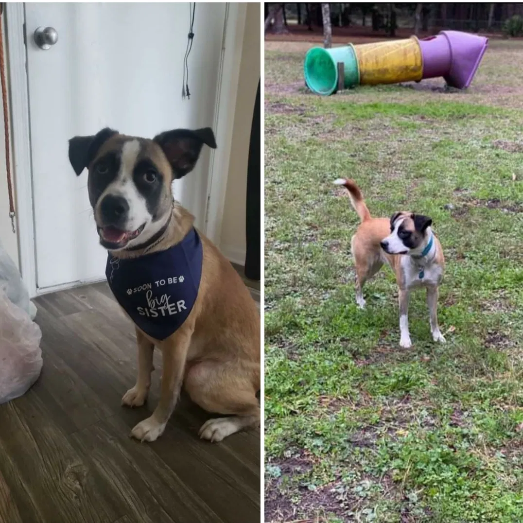 Lost dog in Saint Marys, GA, 31558