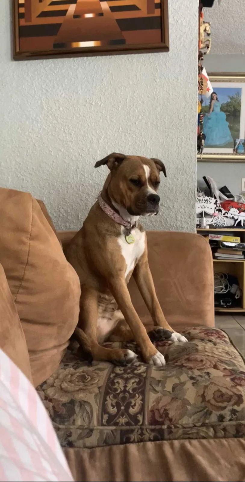 Lost dog in Miami, FL, 33125