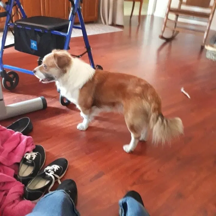 Lost dog in Anderson, SC, 29621