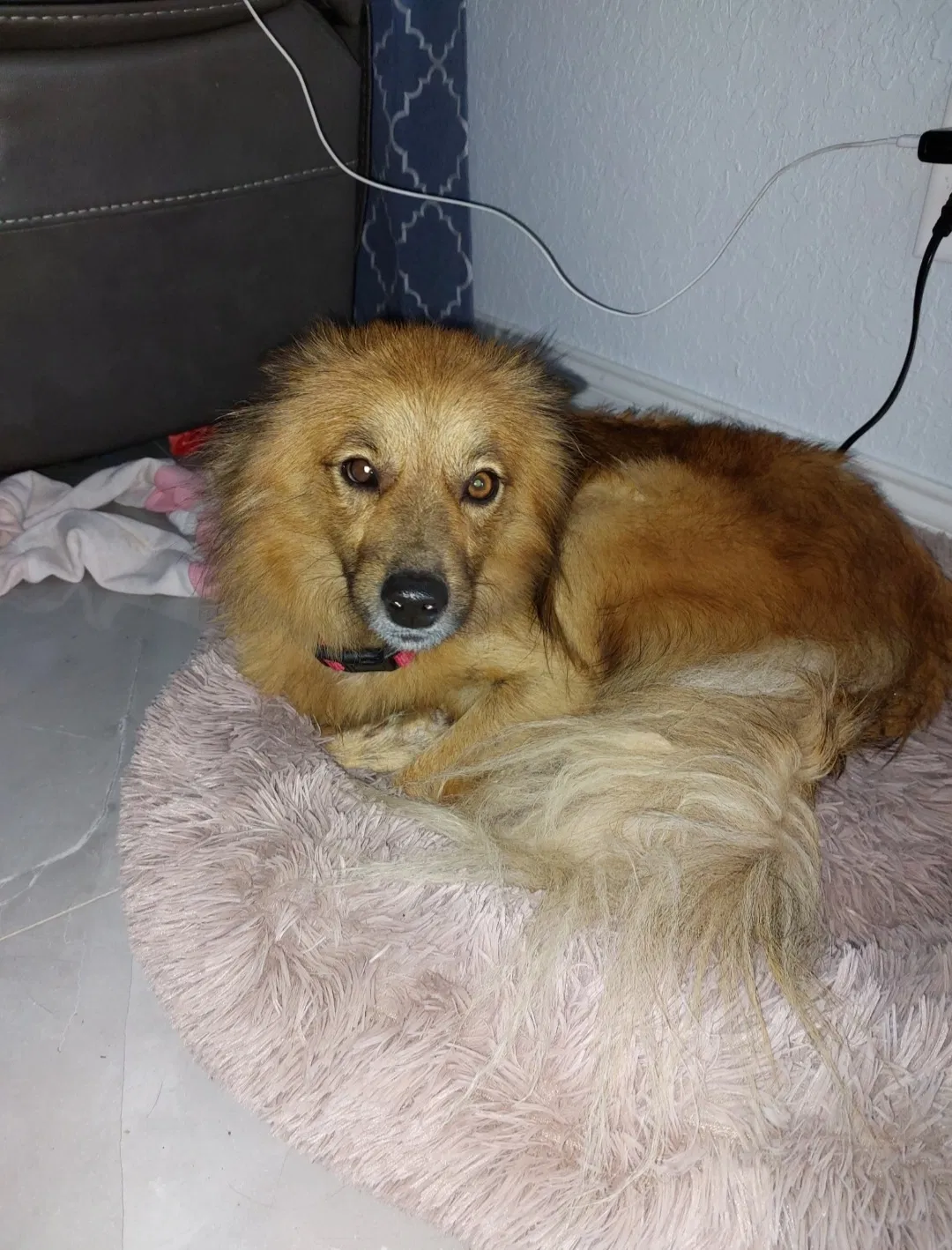 Lost dog in Lehigh Acres, FL, 33974