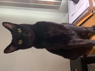 Lost cat in Austin, TX, 78746