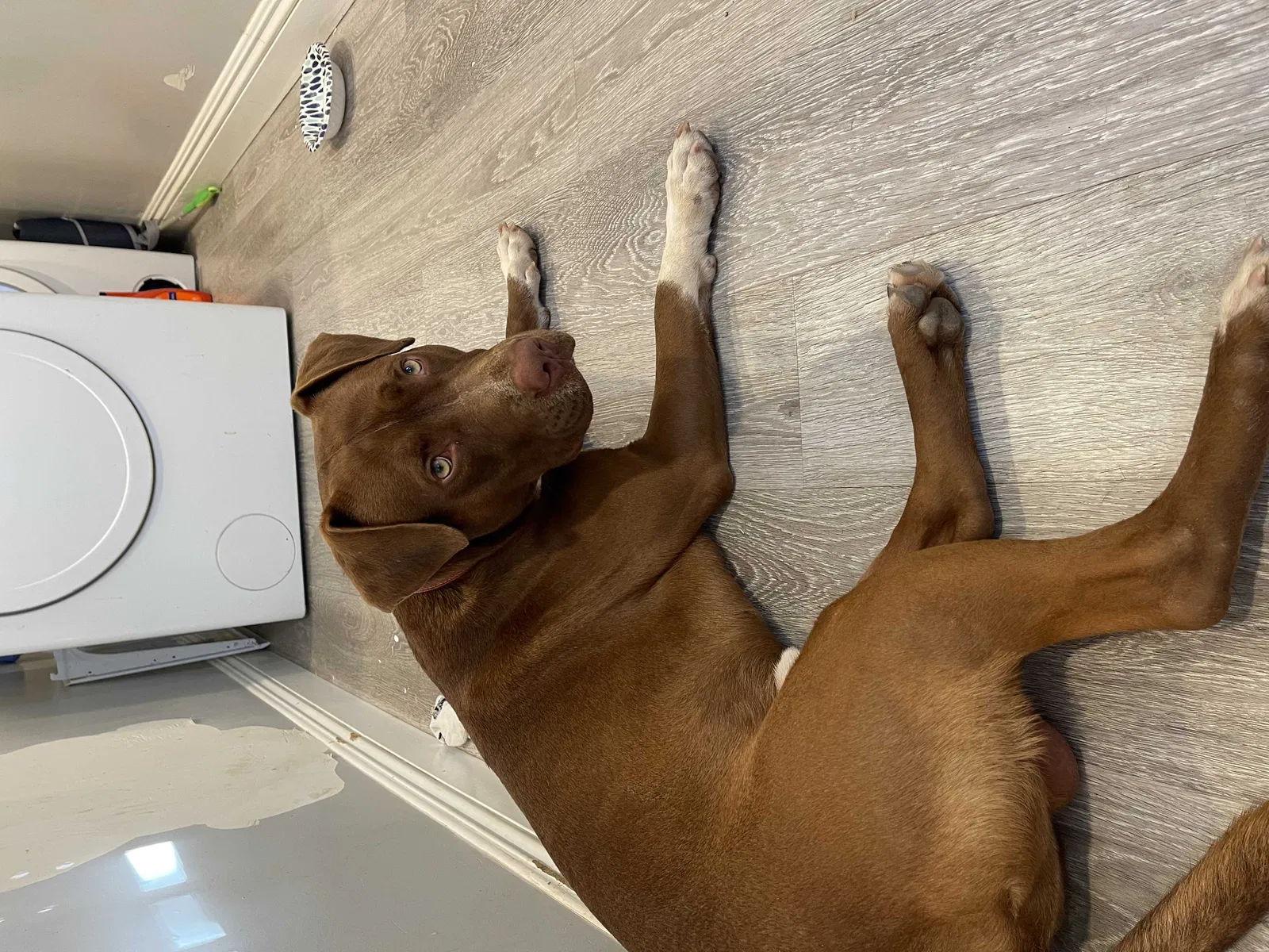 Lost dog in Costa Mesa, CA, 92626