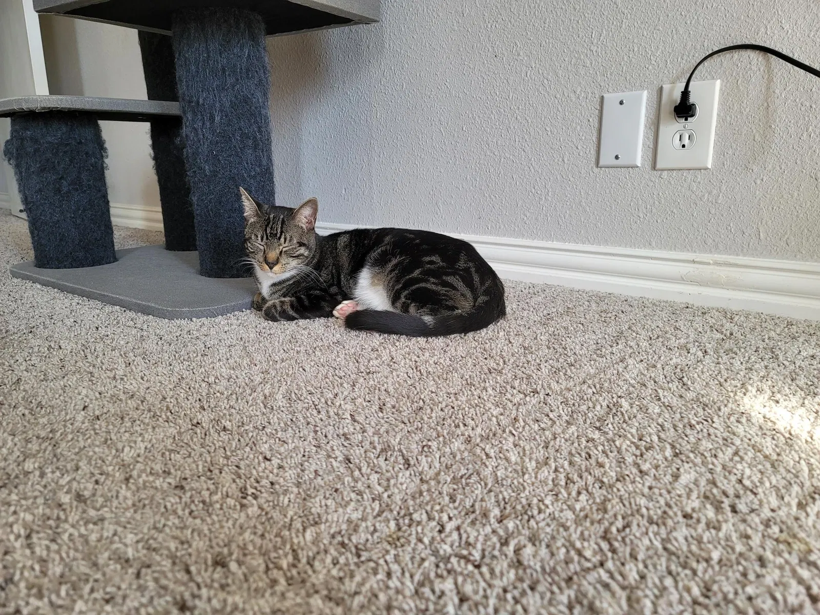 Lost cat in San Antonio, TX, 78250