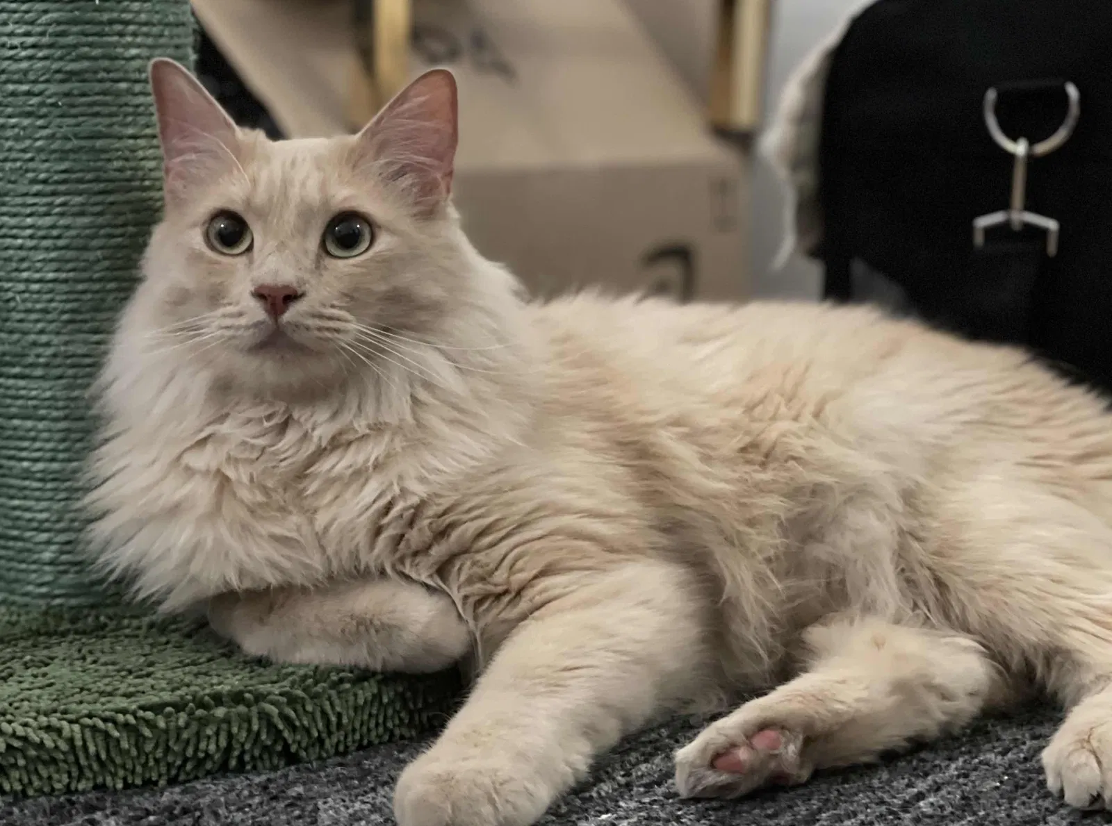 Lost cat in Los Angeles, CA, 90046