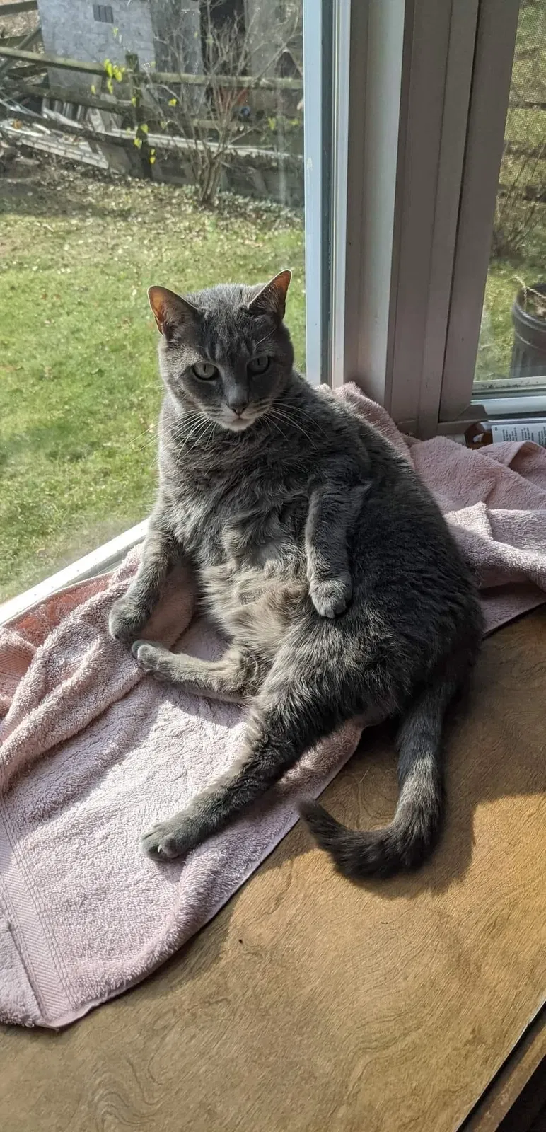 Lost cat in Walkersville, MD, 21793