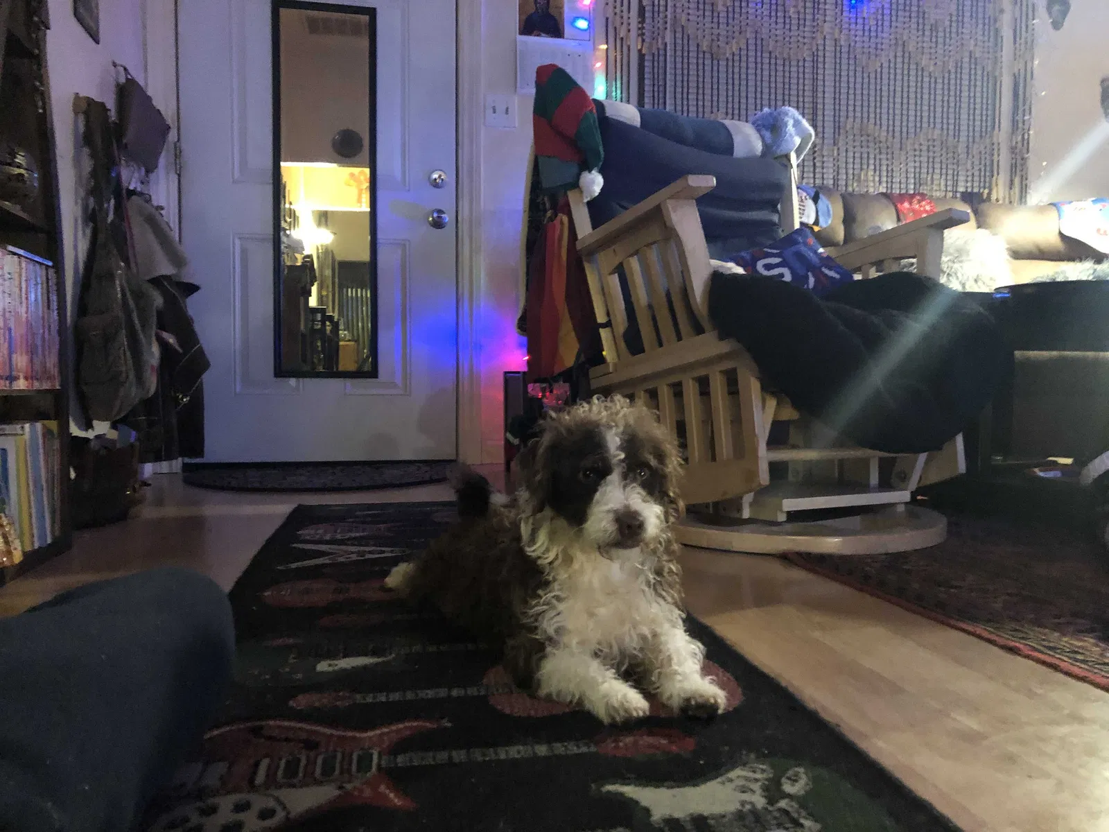 Lost dog in Antioch, CA, 94509