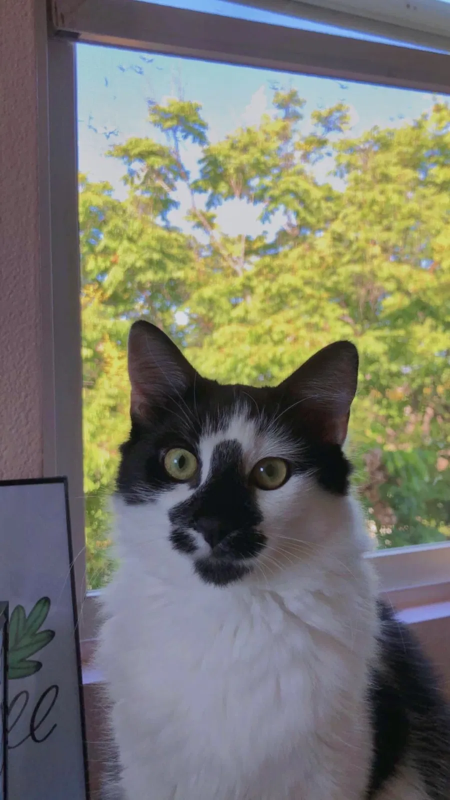 Lost cat in Temecula, CA, 92591