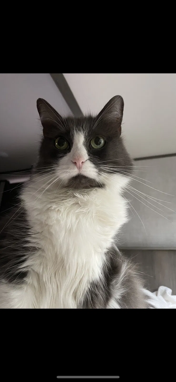 Lost cat in Austin, TX, 78704