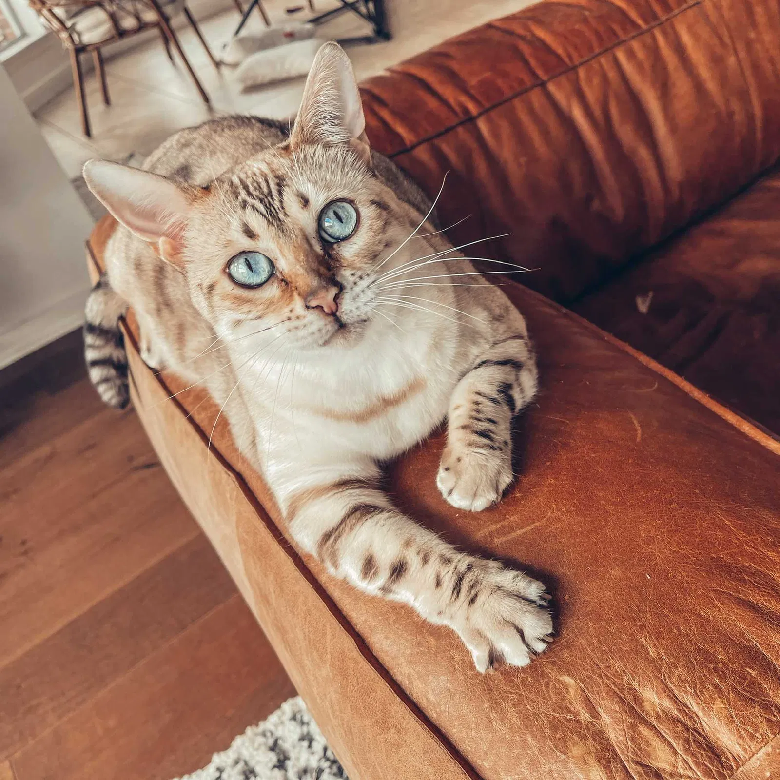 Lost cat in Spring, TX, 77373