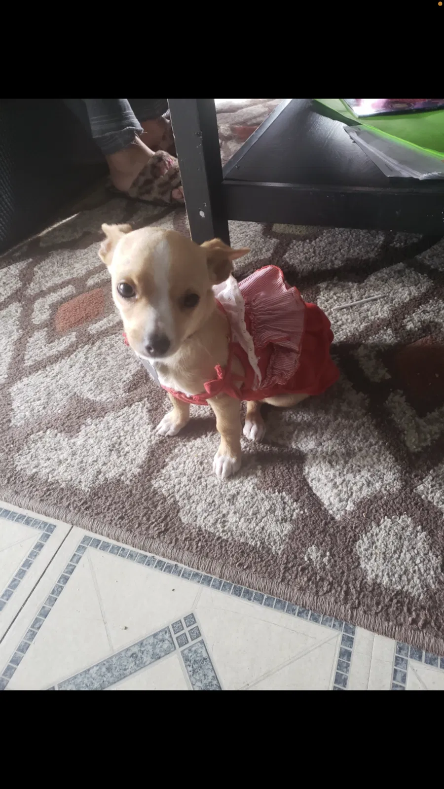 Lost dog in Dalton, GA, 30721