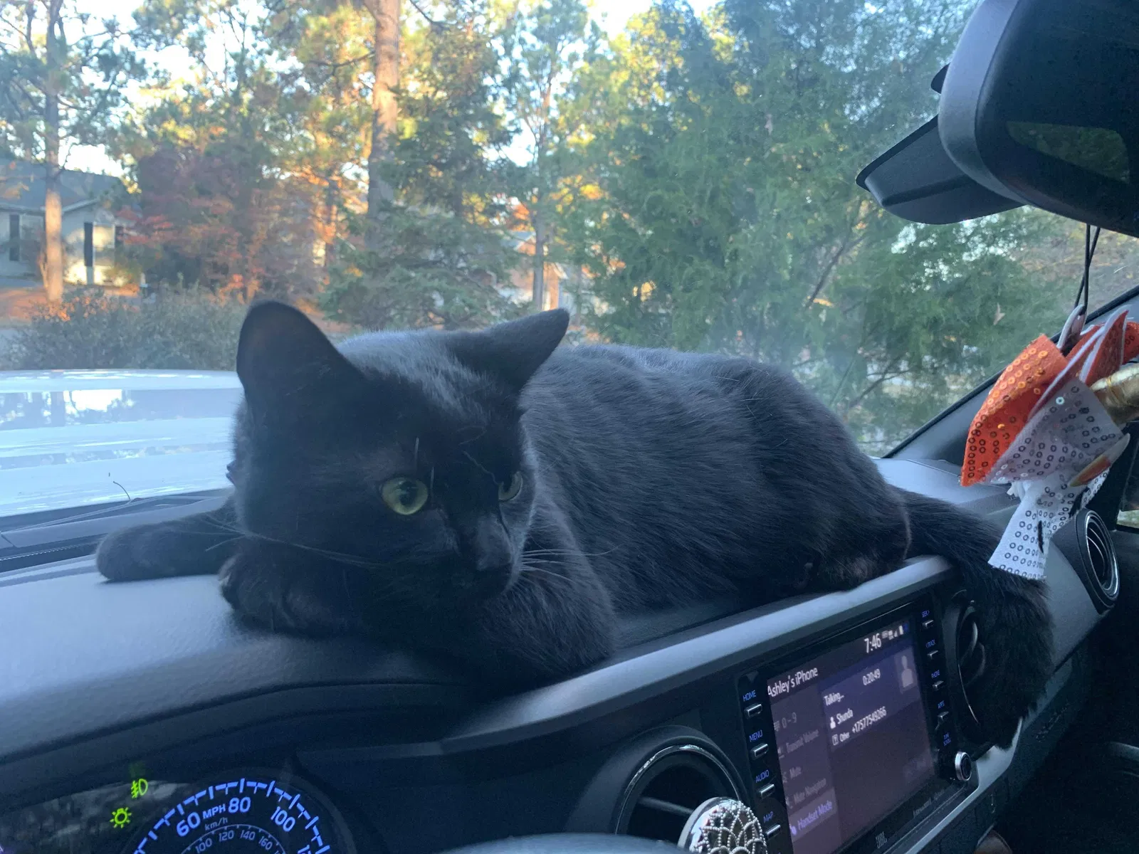 Lost cat in Pinehurst, NC, 28374