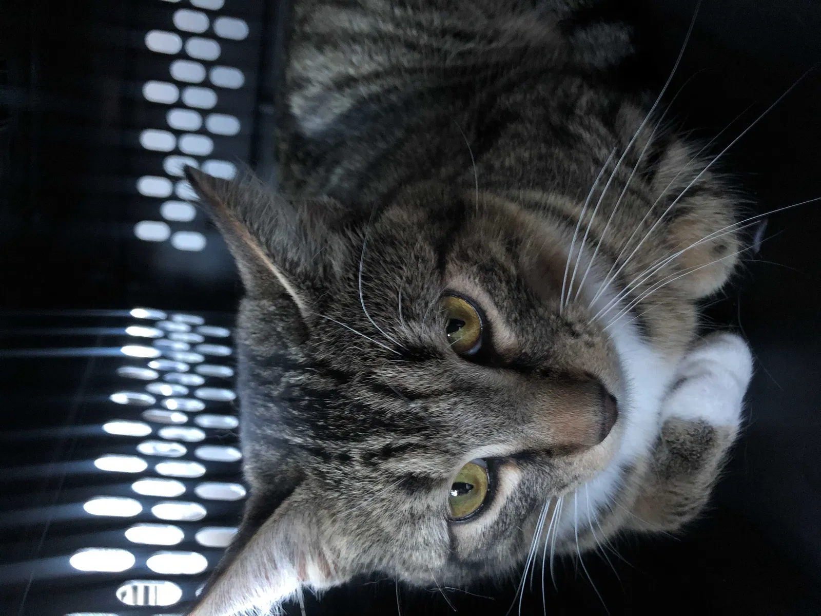 Lost cat in Little Rock, AR, 72202